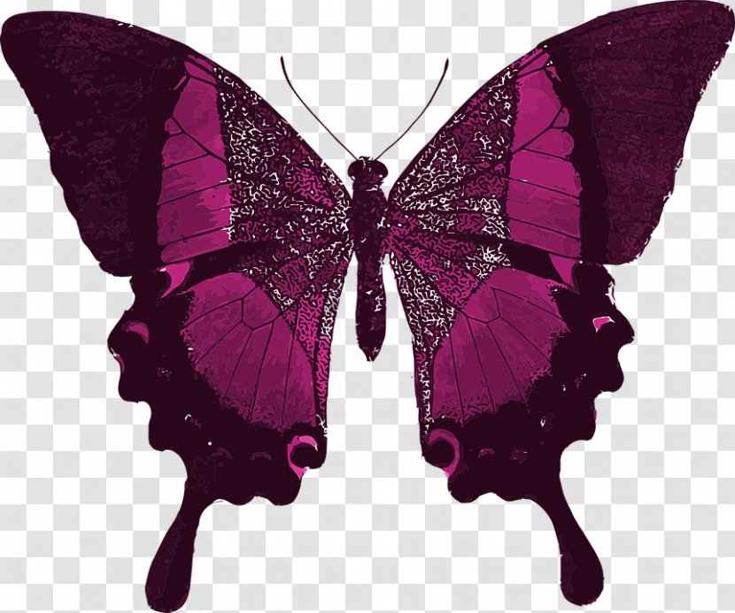 Butterfly Life Scarlet Mormon Symmetry Transparent PNG