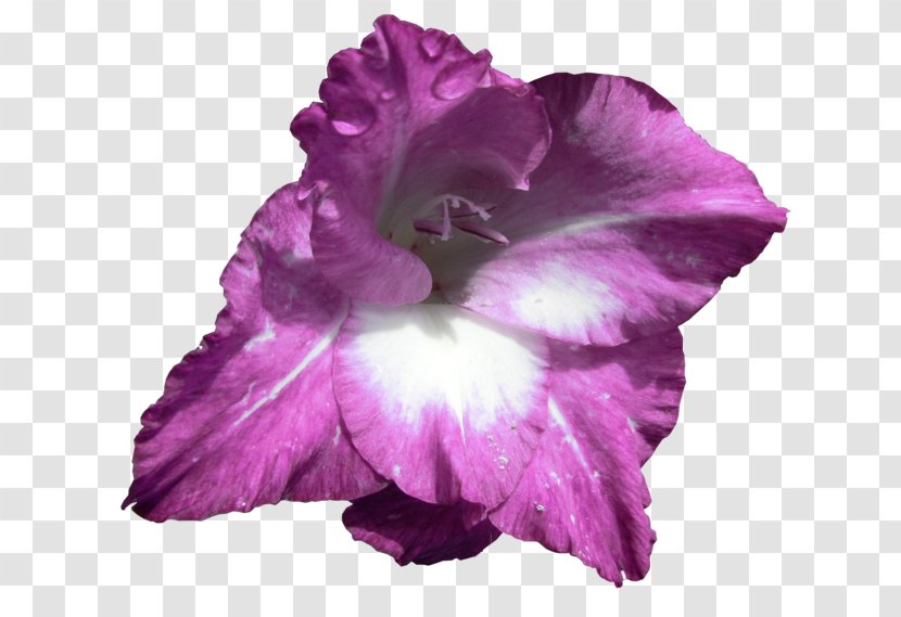 Irises Gladiolus Flowering Plant Iris Family - Magenta Transparent PNG