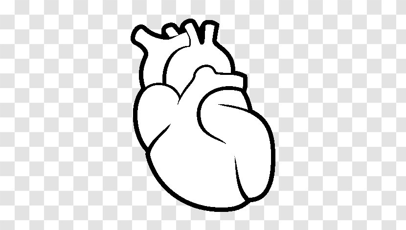 Drawing Human Heart Homo Sapiens - Watercolor Transparent PNG