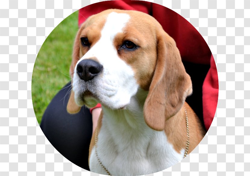 Beagle-Harrier English Foxhound American - Puppy Transparent PNG