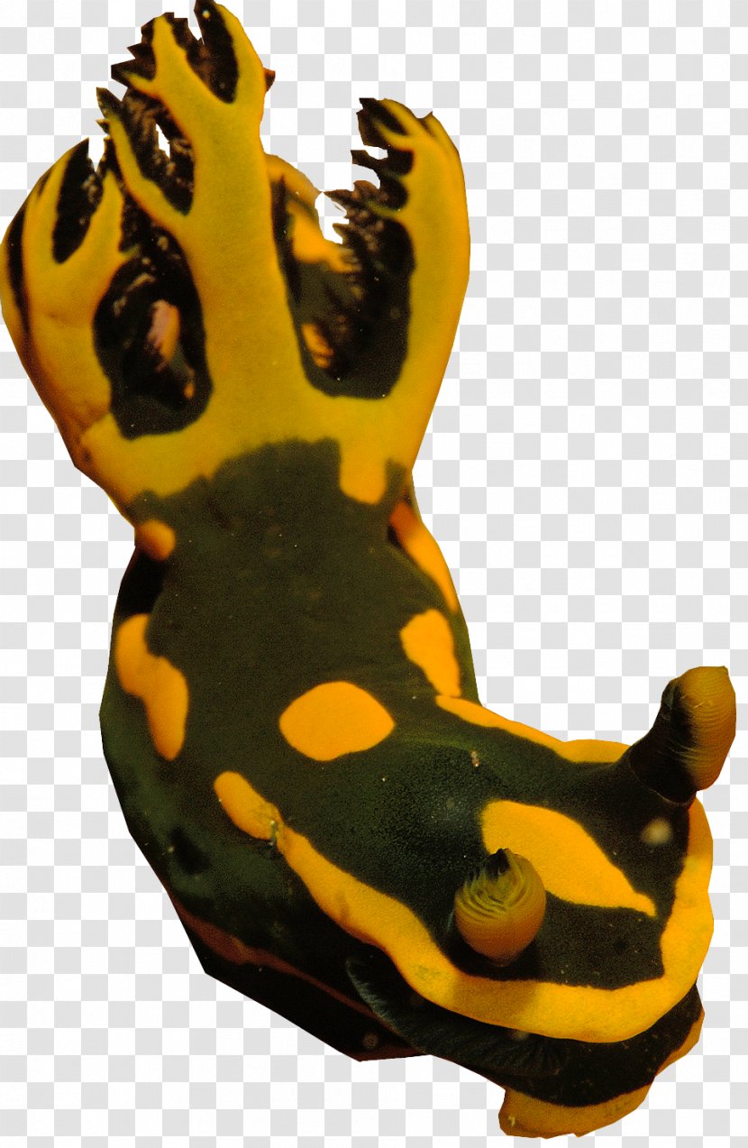 Giraffe Sea Slug Amphibians Terrestrial Animal - Silhouette Transparent PNG