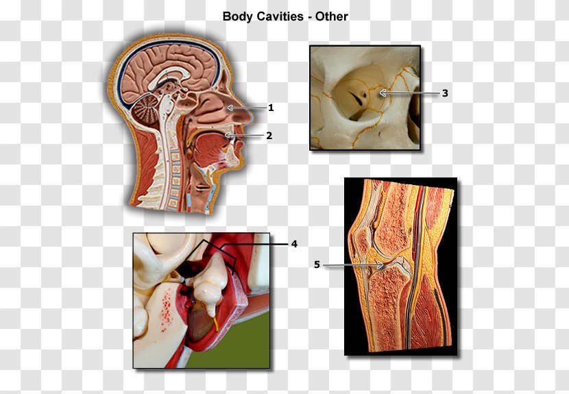 Homo Sapiens Human Anatomy & Physiology 1 Body Cavity - Silhouette Transparent PNG