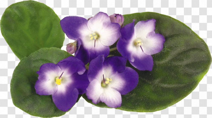 Violet Flower Clip Art - Family Transparent PNG