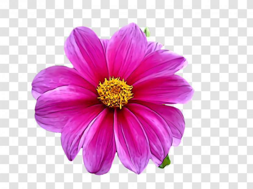 Flower Petal Pink Plant Violet - Sulfur Cosmos - Magenta Transparent PNG