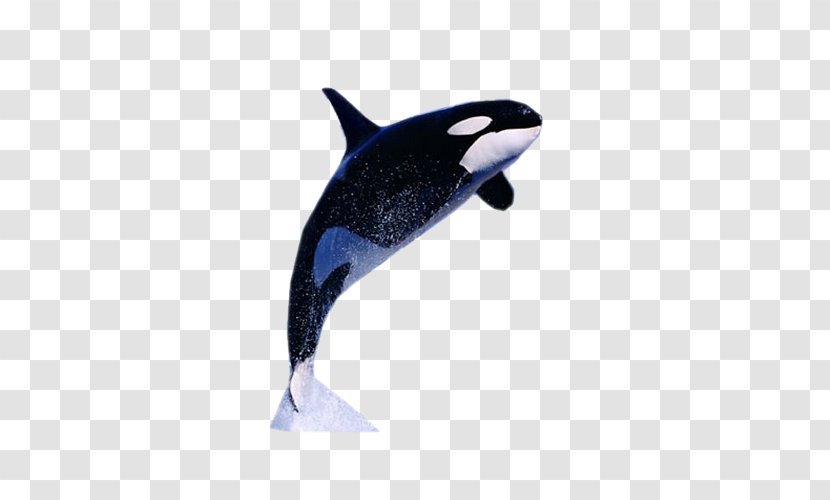Killer Whale Dolphin Information Facebook Transparent PNG