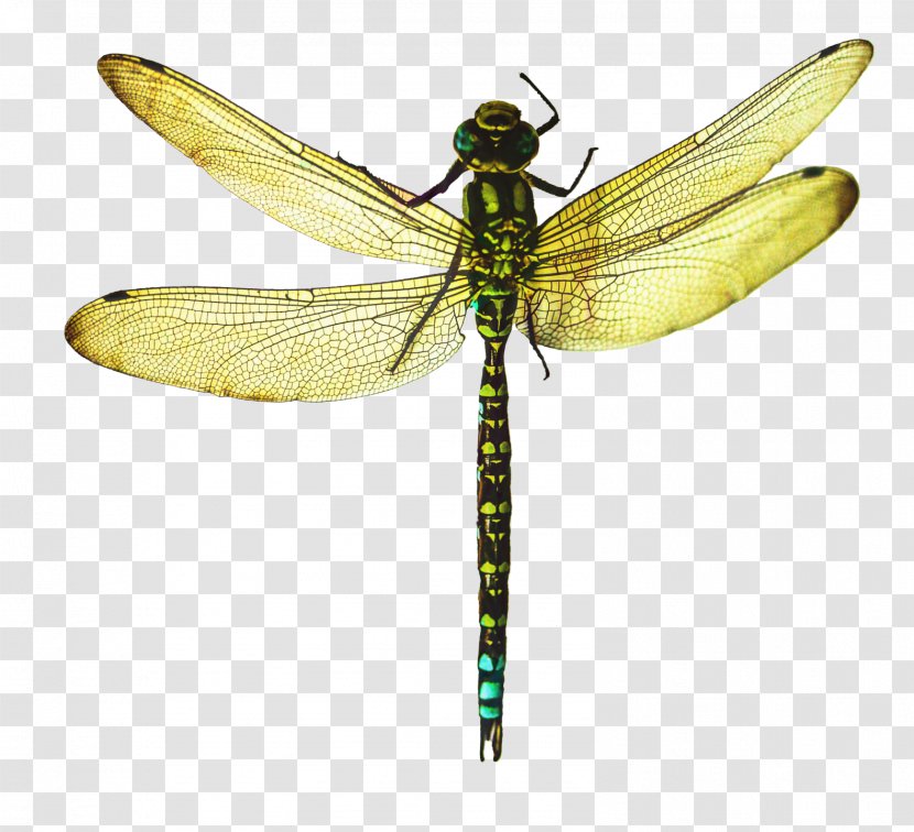 Dragonfly Insect - Hawker Dragonflies - Membranewinged Wing Transparent PNG