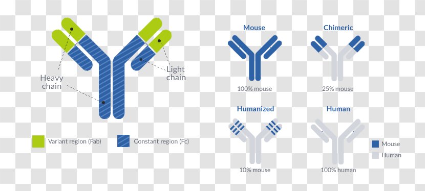 Monoclonal Antibody Production Imatinib Drug - Targeted Therapy Transparent PNG