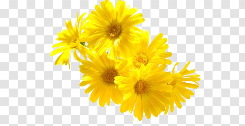 Mexican Marigold Chrysanthemum Flower - HD Picture Transparent PNG