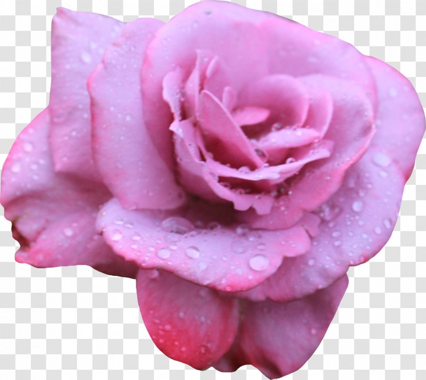 Beach Rose Flower Petal Pink - Photography Transparent PNG