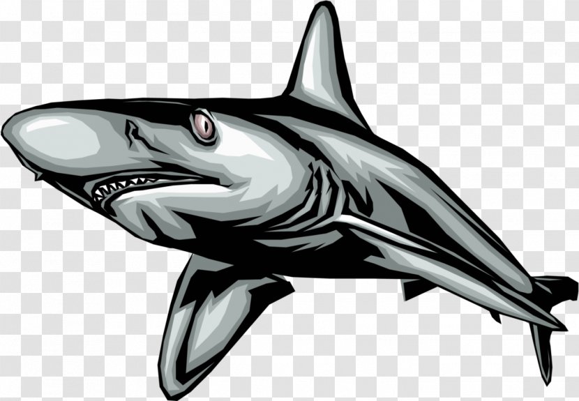 Great White Shark Royalty-free Clip Art - Requiem - Sharks Transparent PNG