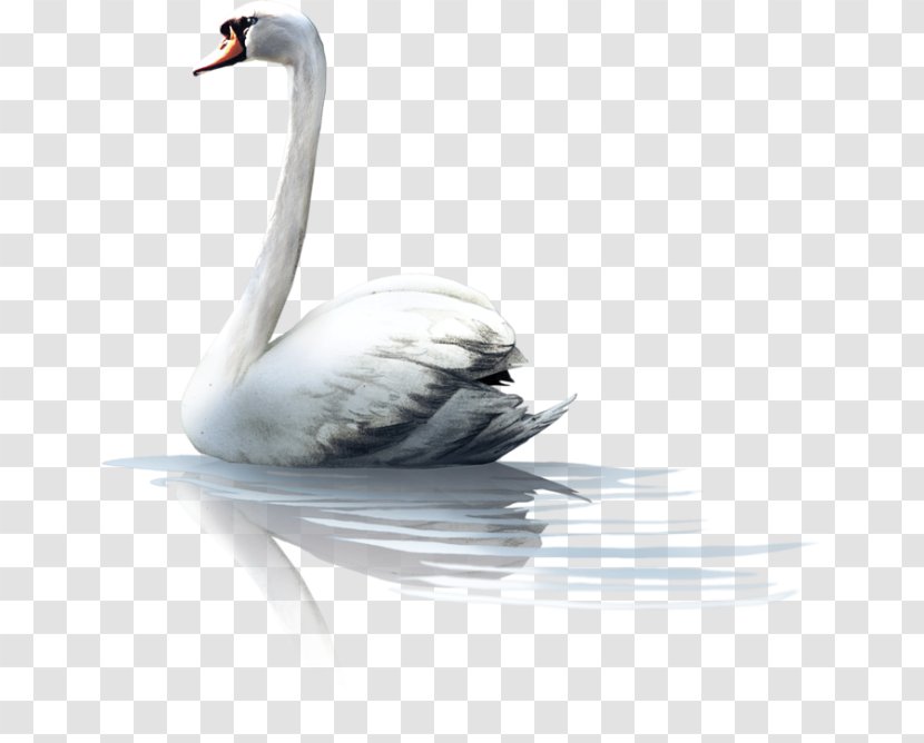 Cygnini Bird Computer Software Clip Art - Swan - Flamingos Transparent PNG