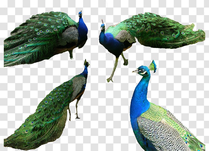 Bird Tiger Peafowl Computer File - Wildlife - Four Beautiful Peacock Transparent PNG