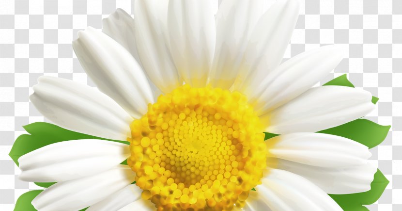 Common Daisy Oxeye Family Transvaal Clip Art - Flower Transparent PNG