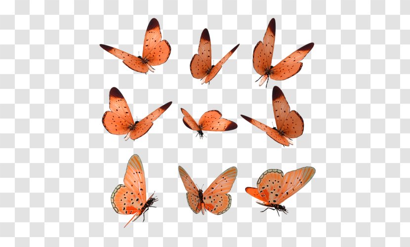 Butterfly Wings - Wing - Arthropod Transparent PNG