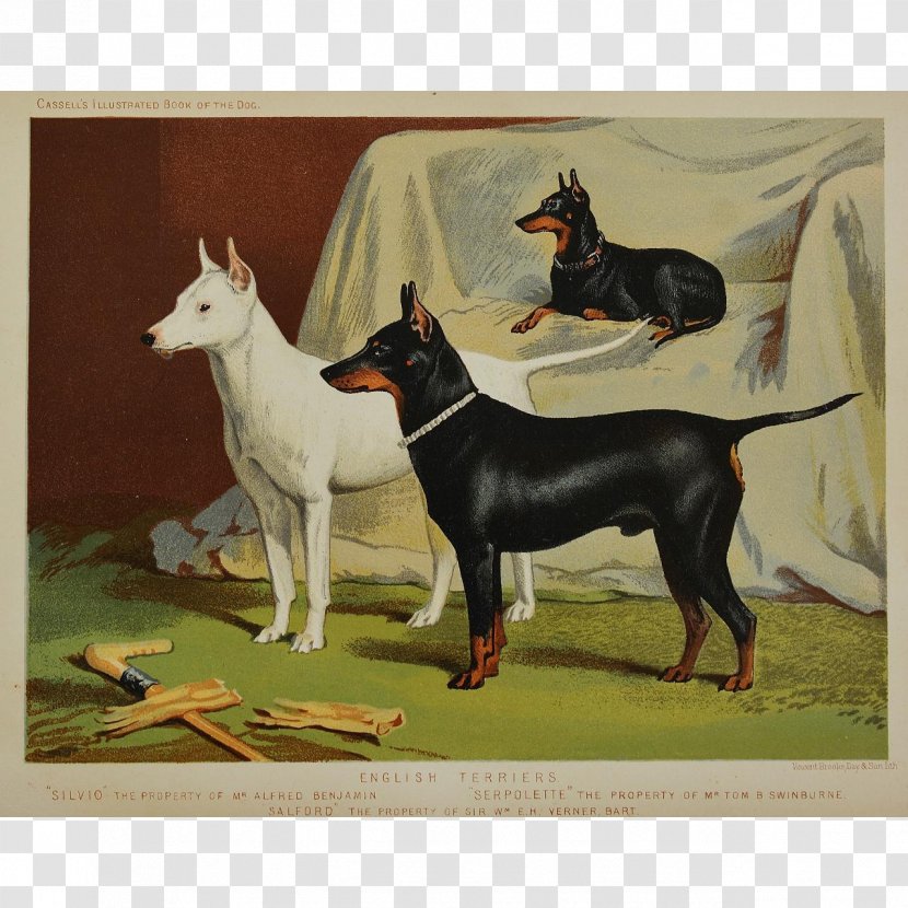 Manchester Terrier English White Toy West Highland Bull - Painting Transparent PNG