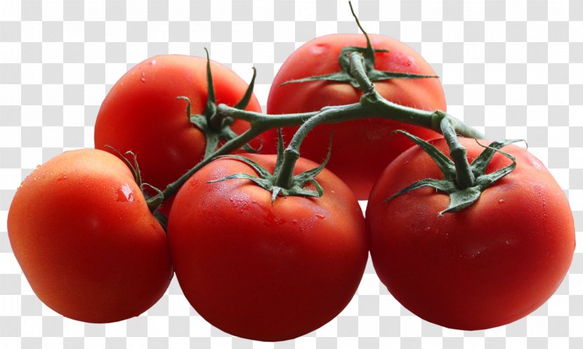 Cherry Tomato Branch Shoot Pruning Leaf - Tomatoes Picture Transparent PNG