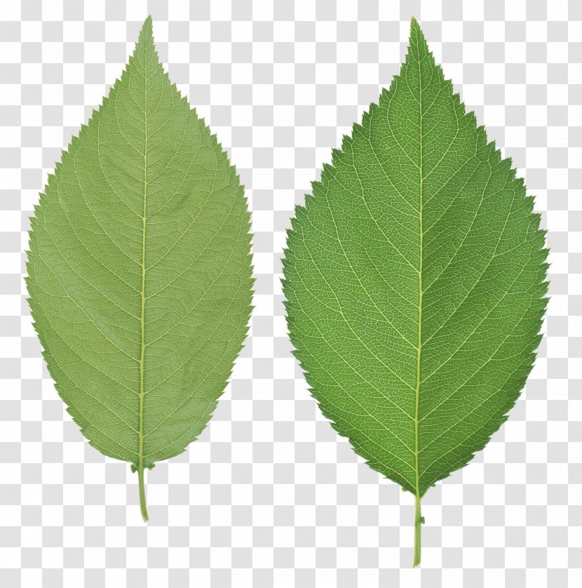 Leaf - Plant Stem - Green Transparent PNG