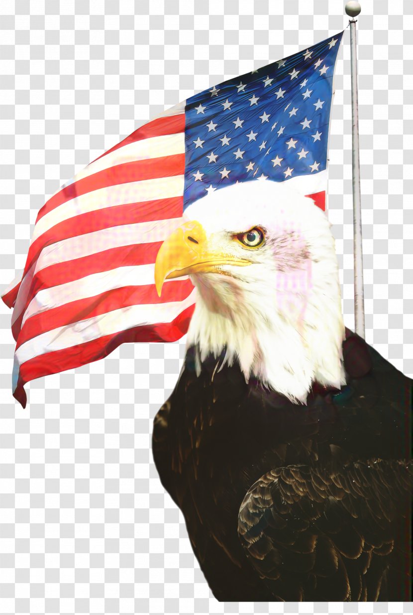 Veterans Day United States - Sea Eagle - Falconiformes Flag Usa Transparent PNG