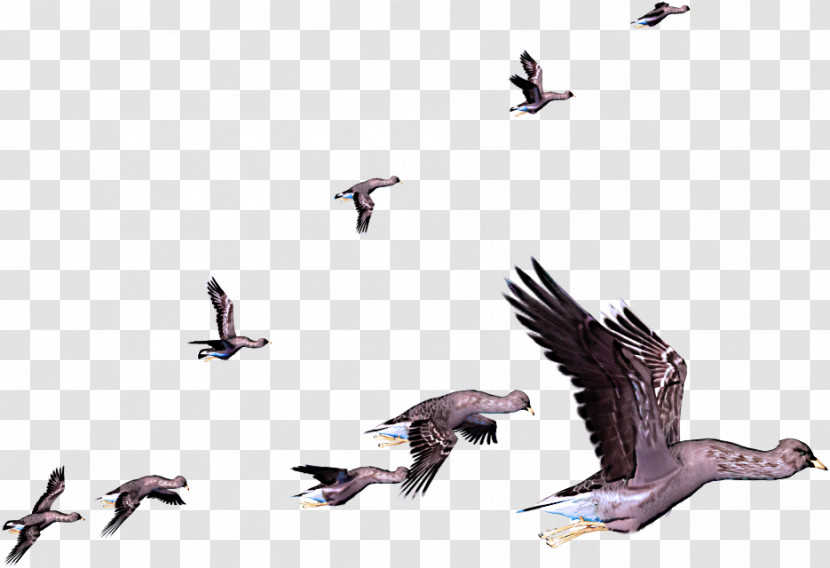 Goose Birds Bird Migration Penguins Arctic Tern Transparent PNG