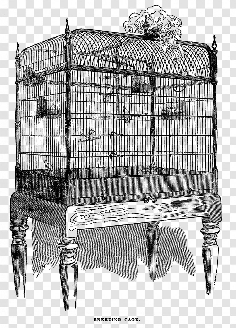 Birdcage Domestic Canary Clip Art - Vintage Transparent PNG