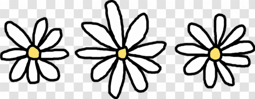 Flower Common Daisy Clip Art - Drawing Transparent PNG