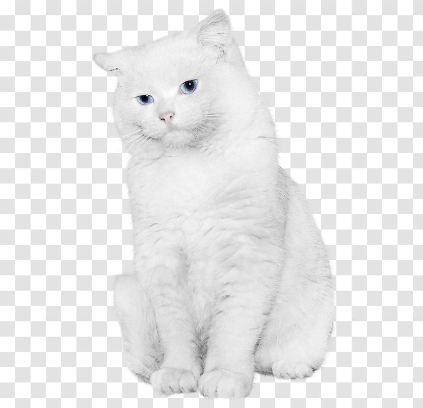 Kitten British Semi-longhair Shorthair European Turkish Van - Mammal Transparent PNG