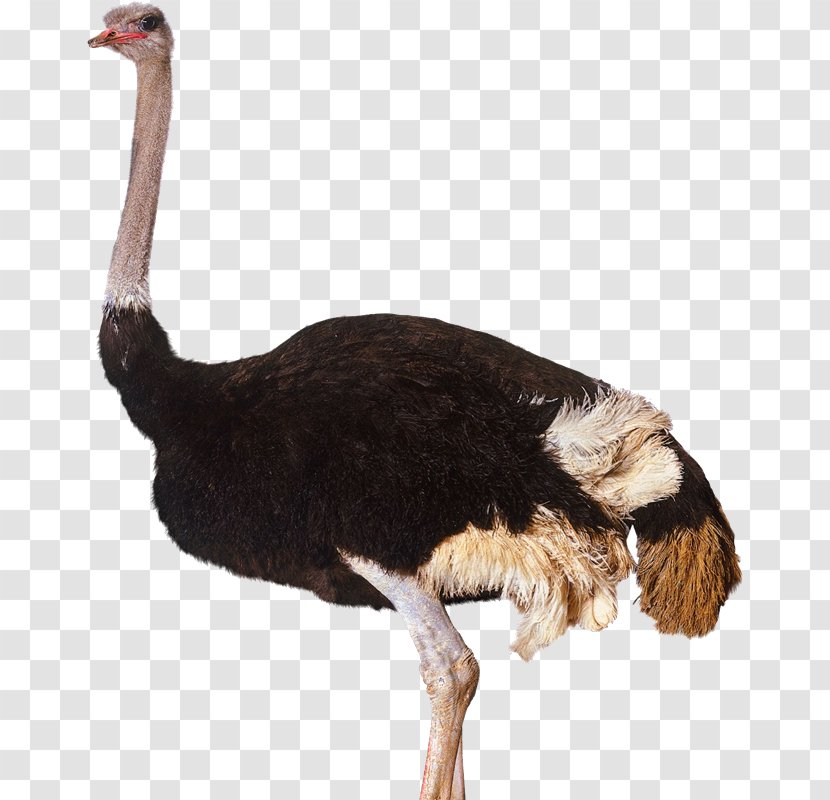 Common Ostrich Bird Clip Art - Ratite Transparent PNG