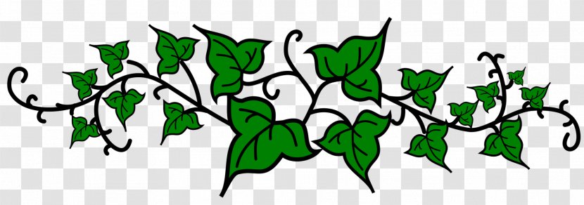 Common Ivy Vine Drawing Clip Art - Apricot Transparent PNG