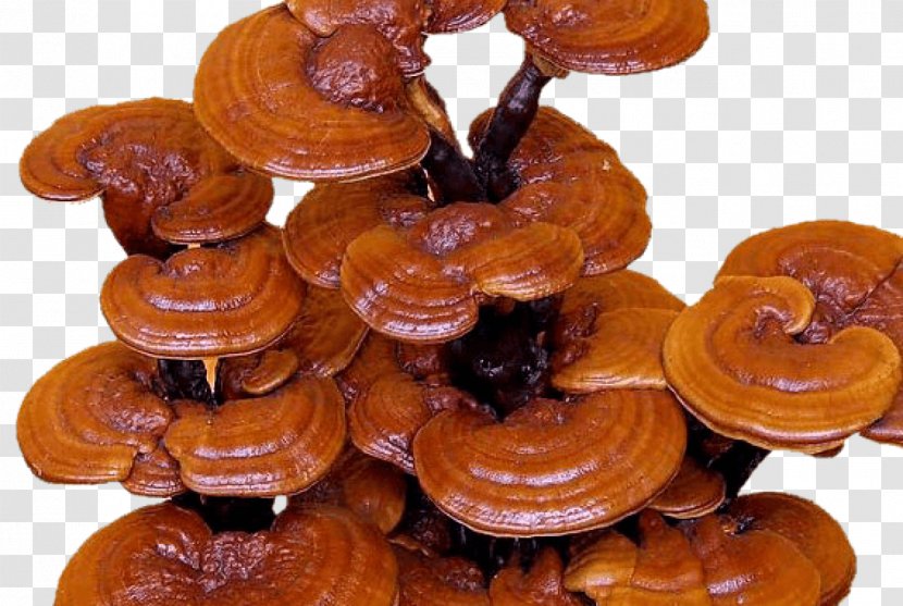 Dietary Supplement Lingzhi Mushroom Fungus Medicinal Fungi - Health Transparent PNG