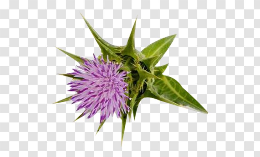 Milk Thistle Silibinin Stock Photography - Leaf Picture Material Transparent PNG