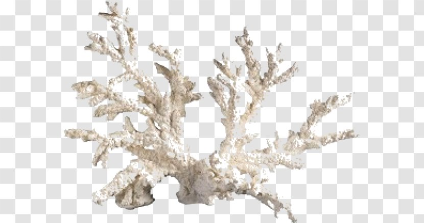 Coral Aquarium Endangered Species - Tree Transparent PNG