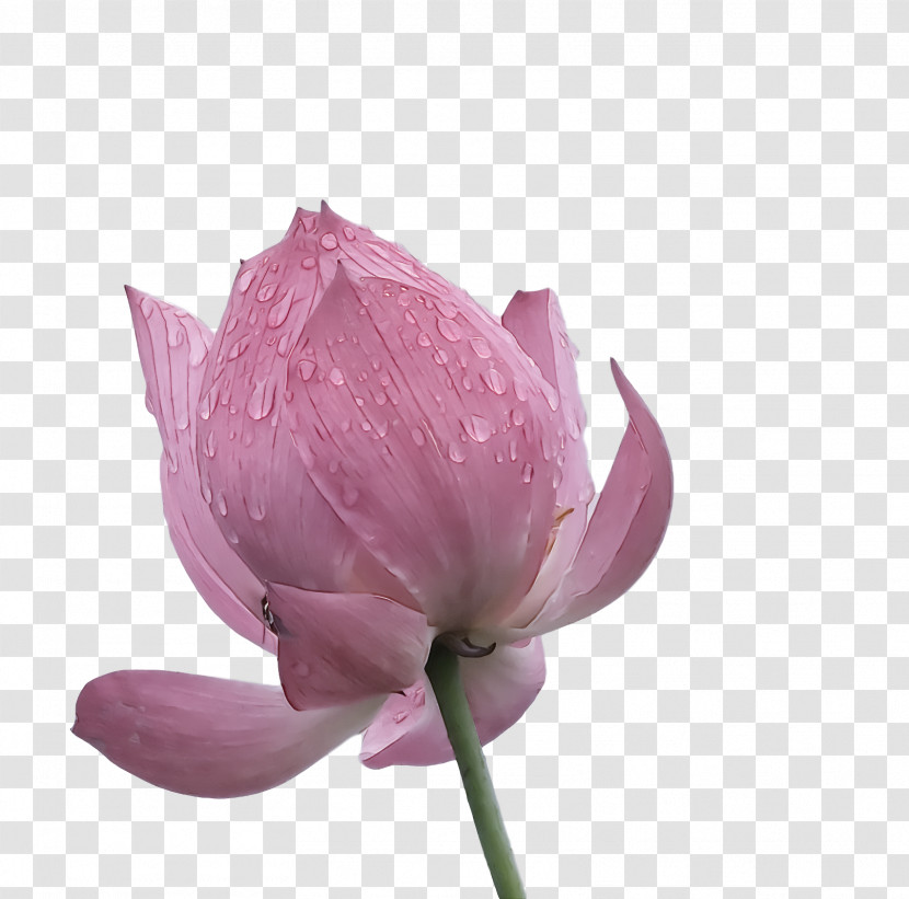 Lotus Flower Summer Flower Transparent PNG