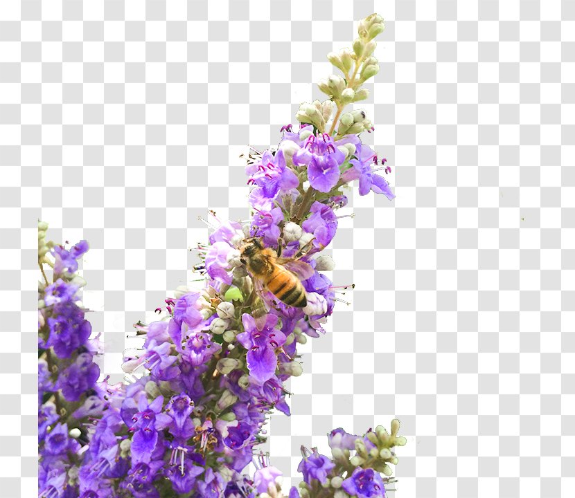 English Lavender Tincture Chaste Tree Extract Holy Basil - Herb - Plant Transparent PNG