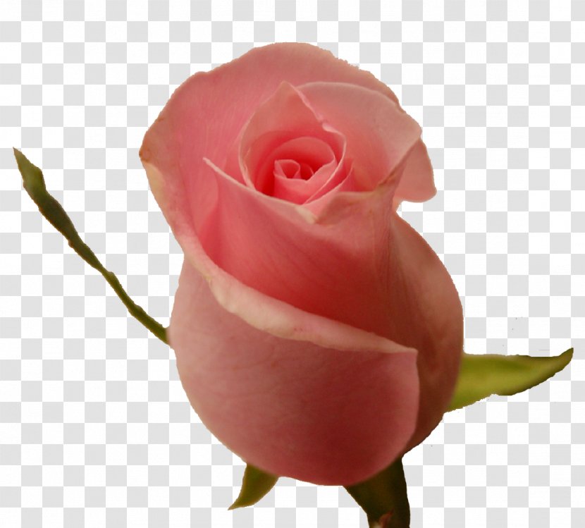 Garden Roses Cabbage Rose Floribunda Cut Flowers Petal - Pink M - PIGION Transparent PNG