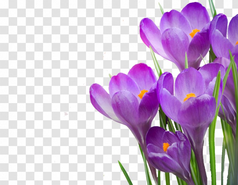 Desktop Wallpaper Stock Photography Crocus Tommasinianus Flower Vernus - Purple Transparent PNG