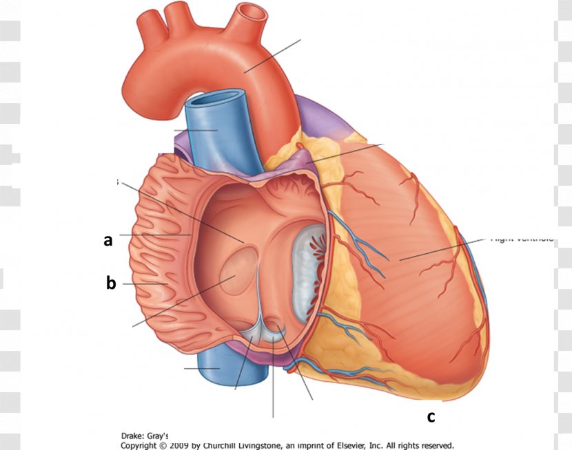 Crista Terminalis Atrium Heart Pectinate Muscles Inferior Vena Cava - Flower Transparent PNG