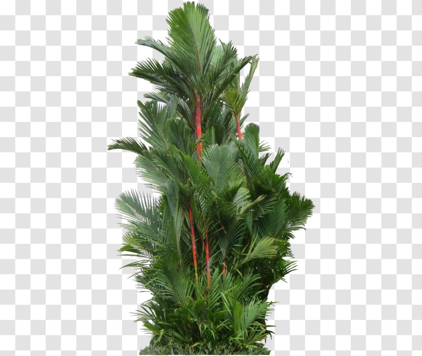 Palm Trees Cyrtostachys Renda - Sensitive Plant Transparent PNG