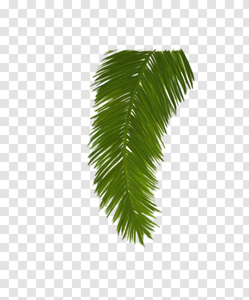 Asian Palmyra Palm Leaf Plant Stem Borassus - Tree Transparent PNG