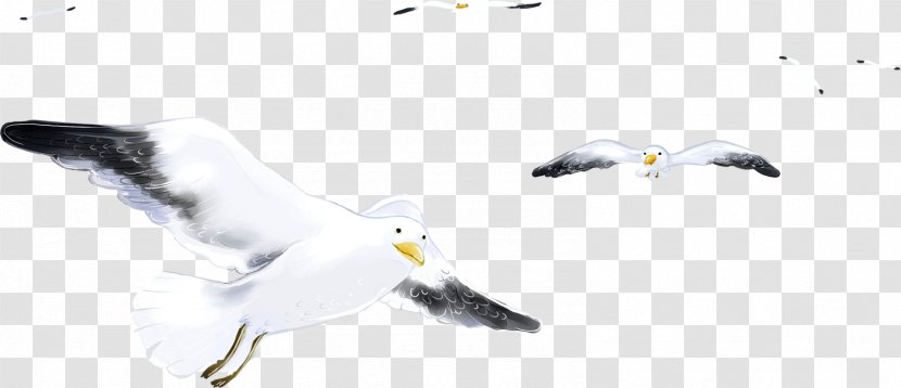 European Herring Gull Bird Gulls Sevastopol Feather - Net Transparent PNG