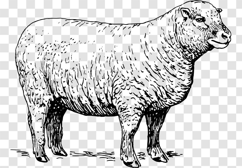 Sheep Lamb And Mutton Clip Art - Carnivoran Transparent PNG
