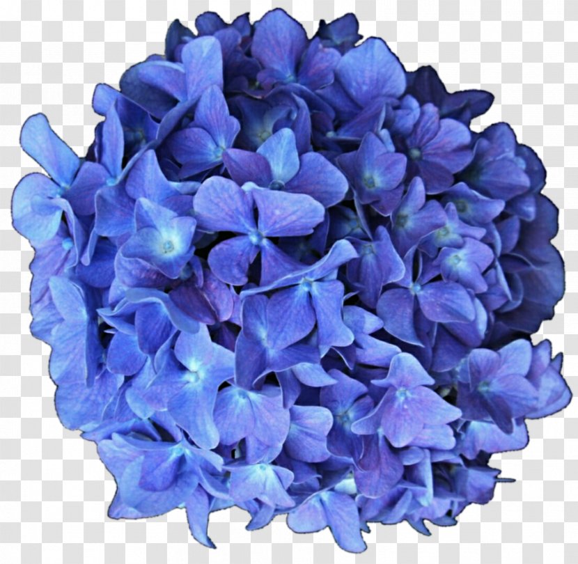 French Hydrangea Flower Blue Lilac - Cut Flowers - Anemone Transparent PNG