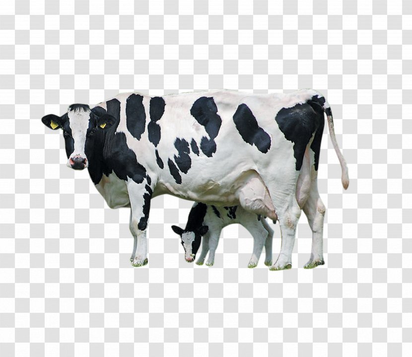 Holstein Friesian Cattle Calf Farm Livestock Dairy - Animal - Cow 2 Transparent PNG