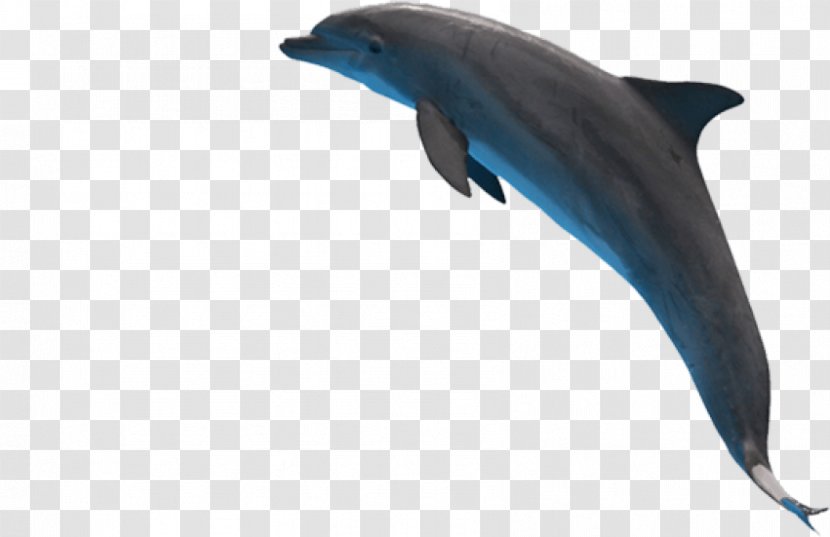 Common Bottlenose Dolphin Short-beaked Rough-toothed Wholphin Transparent PNG