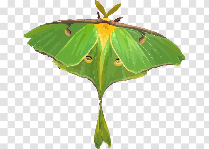 Butterfly Luna Moth Clip Art - Plant - Insect Transparent PNG