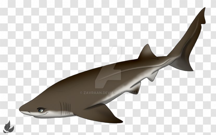 Squaliform Sharks Bluntnose Sixgill Shark Requiem Drawing - Cartoon Transparent PNG