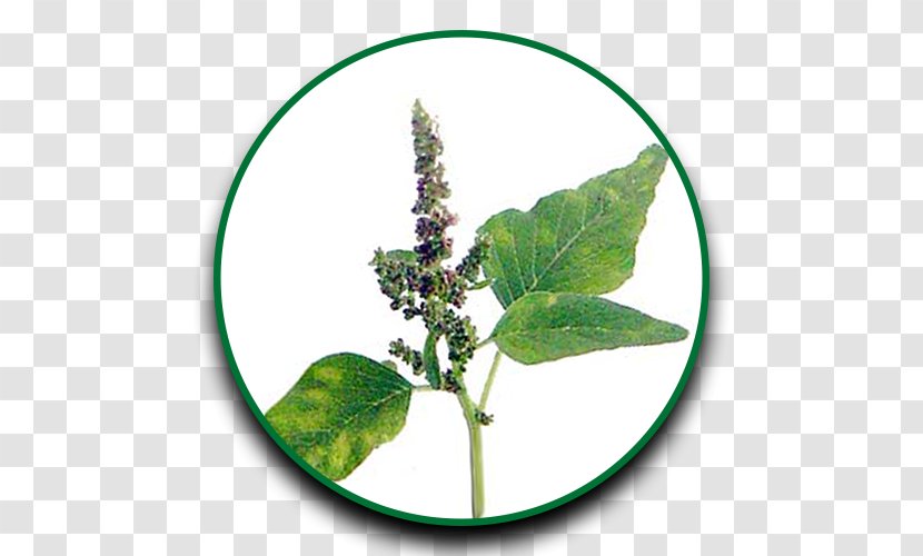 Leaf Herb Tabasco Pepper Vegetable Chili - Drumstick Tree Transparent PNG