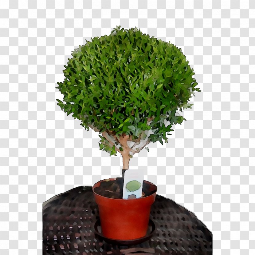 Chinese Sweet Plum Tree Shrub Herb - Leaf - Green Transparent PNG