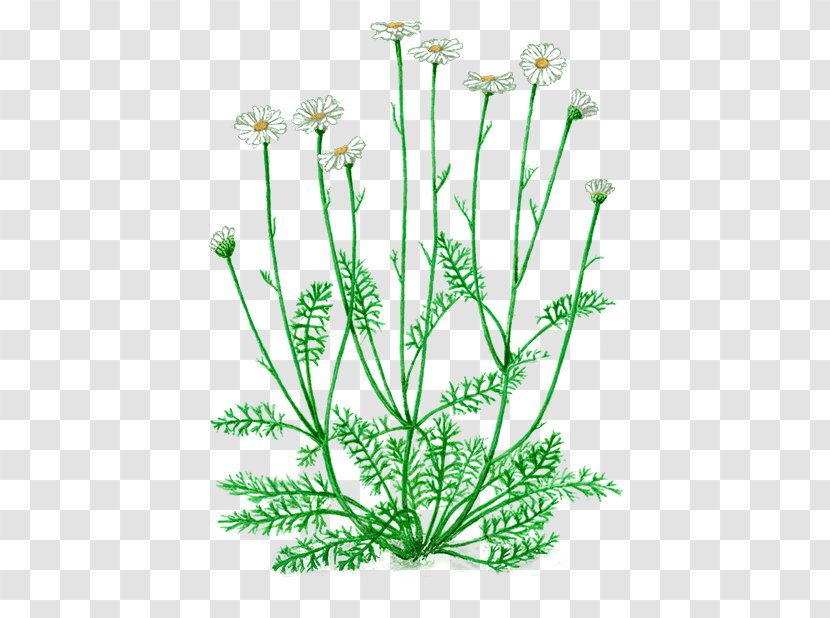Pyrethrum Dalmatian Pellitory Chrysanthemum Pyrethrin Plant Stem - Oxeye Daisy - Saffron Extract Manufacturer Transparent PNG