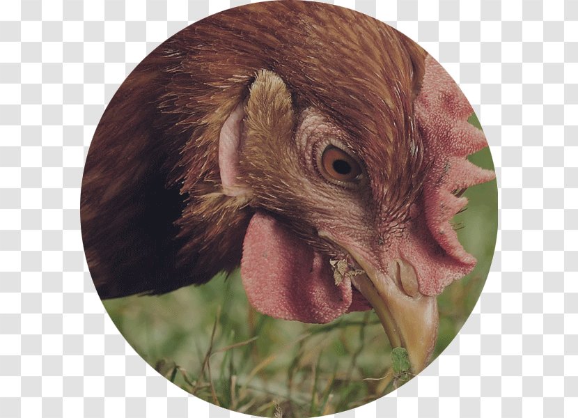 Australorp Wyandotte Chicken Urban The Perfect Turkey - As Food - Meat Transparent PNG