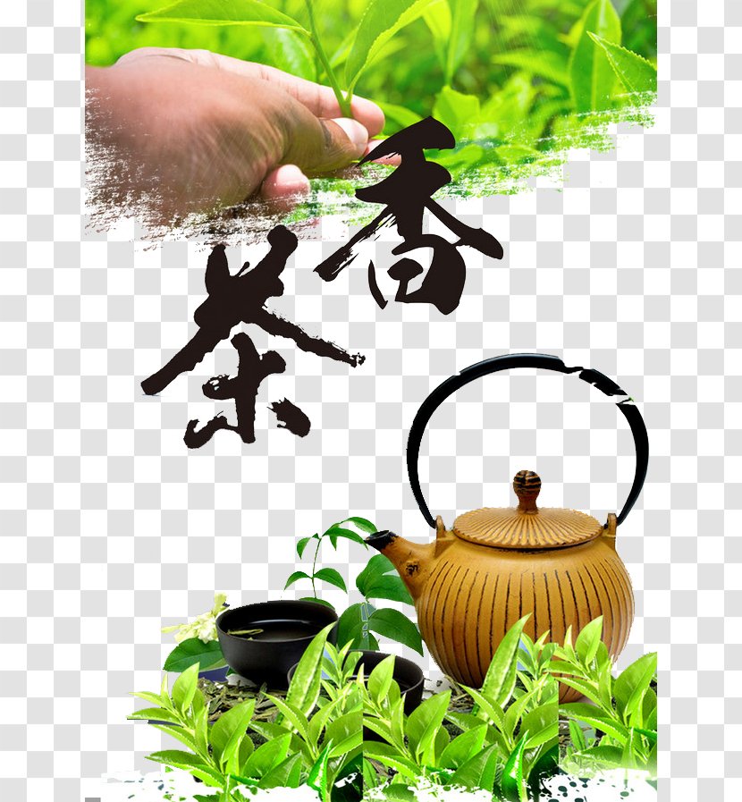 Green Tea Coffee White Oolong - Culture Transparent PNG